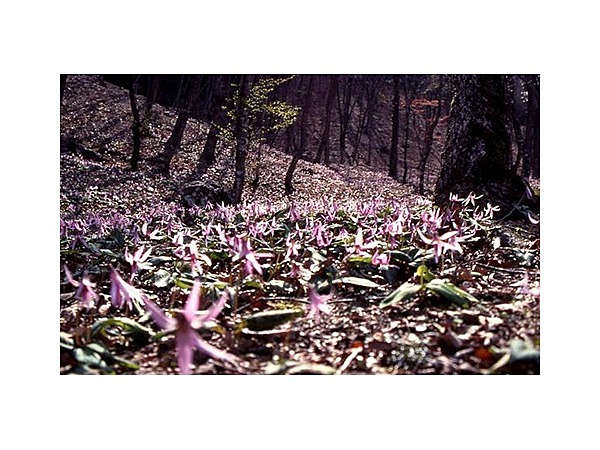 カタクリ群生地