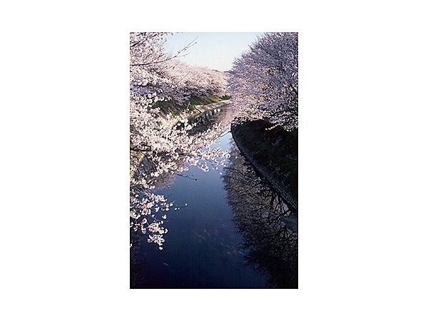 新境川の桜