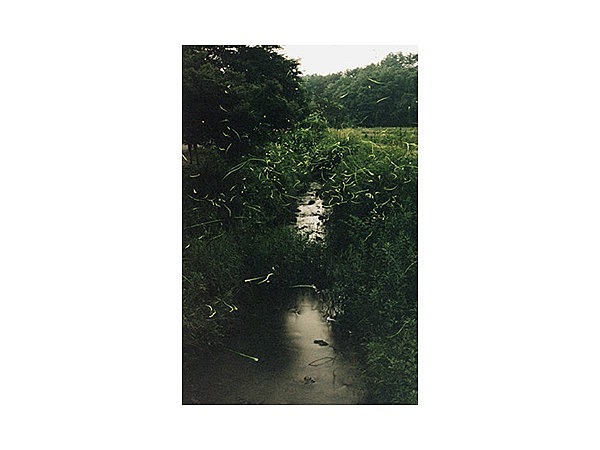 大安寺川のホタル