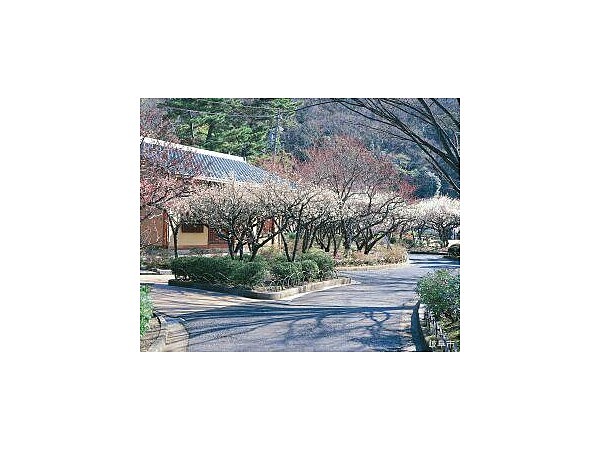 梅林公園の梅