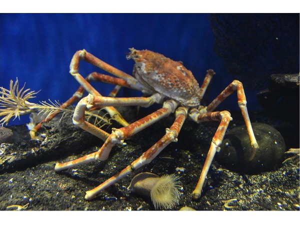 沼津港深海水族館