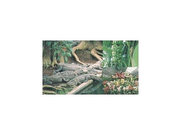 熱川バナナワニ園