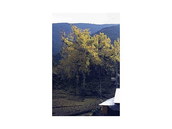 黒俣の大イチョウ