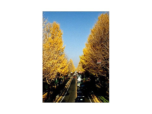 日大通りのイチョウ並木