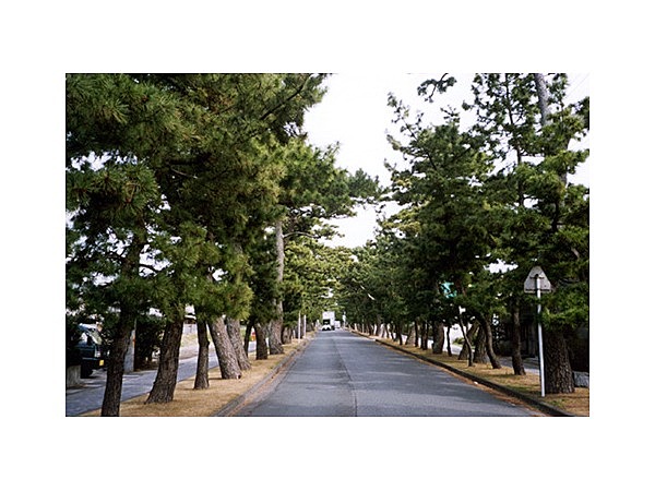 旧東海道松並木