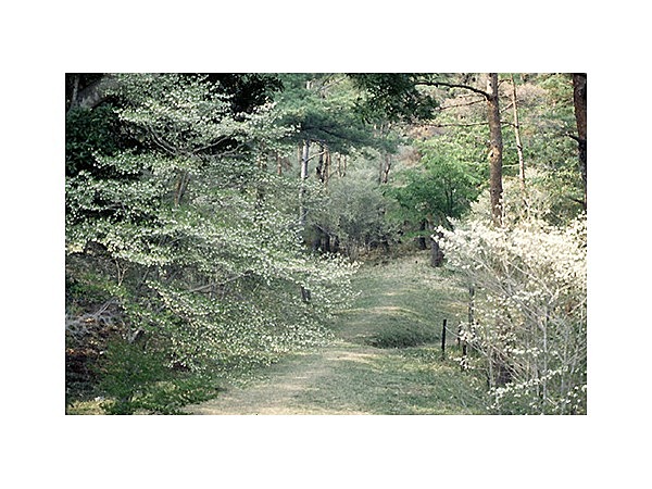 どうだん原のドウダンツツジ