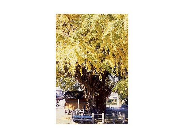 富士岡地蔵堂のイチョウ