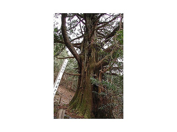 シラヌタの大杉