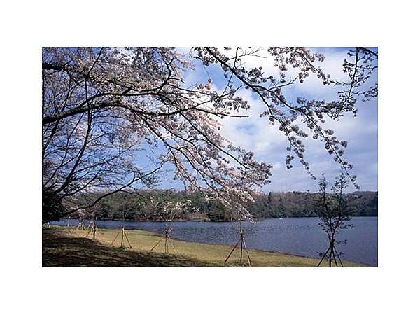 一碧湖の桜
