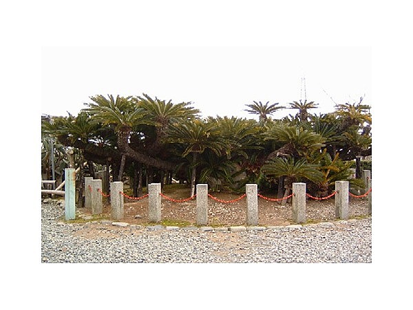 龍華寺の大ソテツ