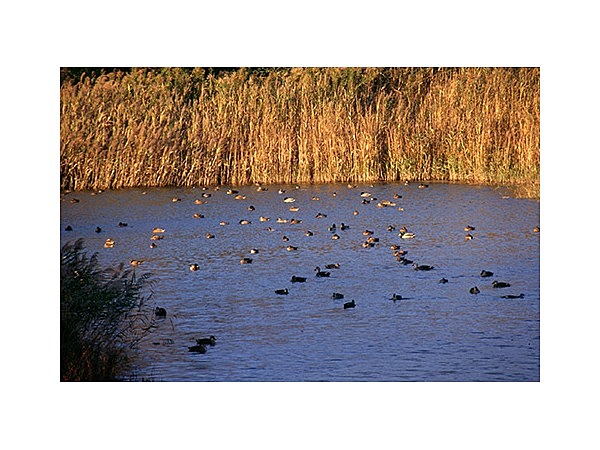 大井川河口野鳥園