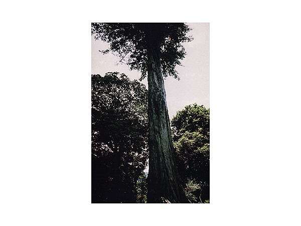 田沢のイヌマキ