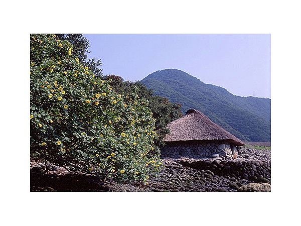 網屋崎のハマボウ