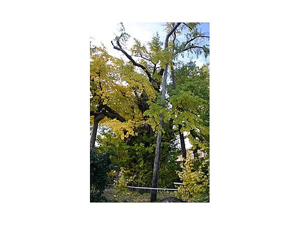 下土狩の大いちょう