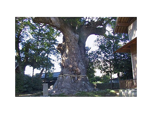来宮神社の大クス