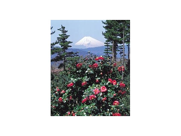 小室山公園の椿