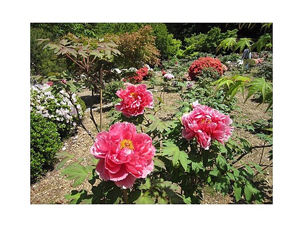 可睡斎ぼたん苑