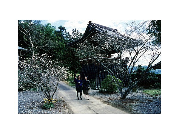 大福寺の半歳桜