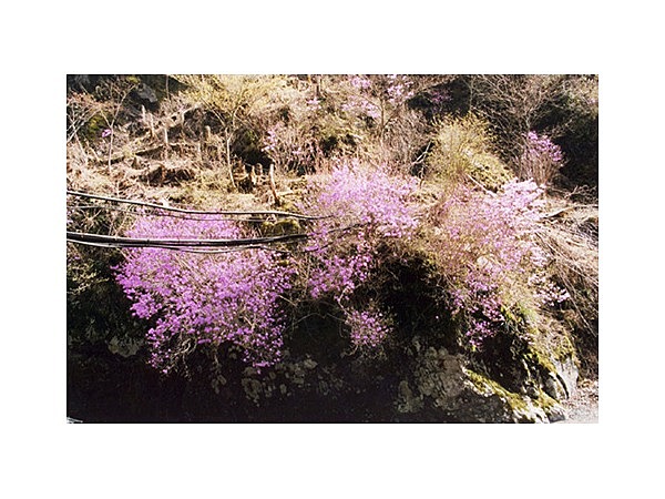 ヤシオツツジの群落