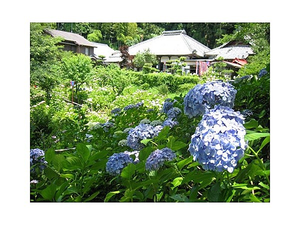 極楽寺のあじさい