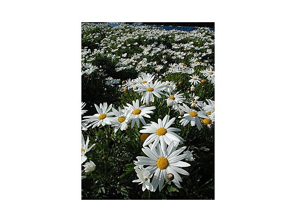 伊浜のマーガレット