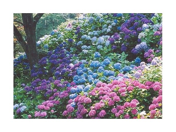 奥山公園のあじさい