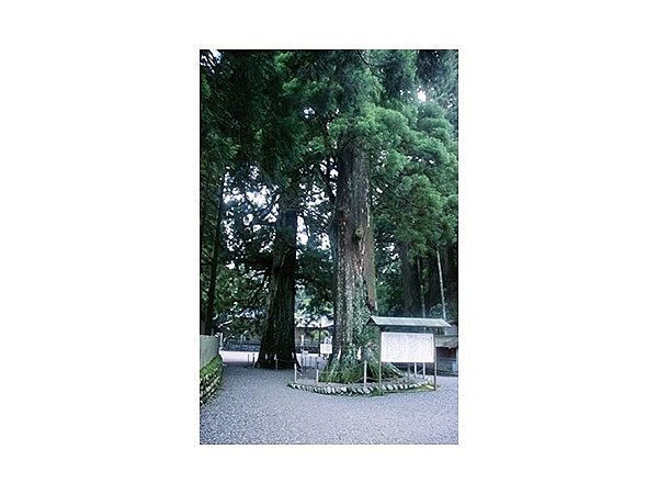 山住神社の杉