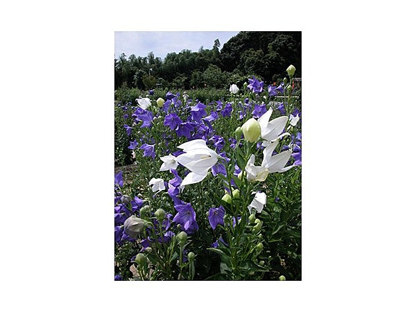 香勝寺のききょう