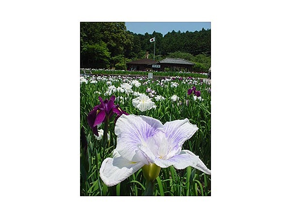 小國神社花菖蒲園