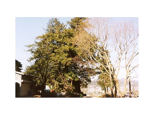 二軒家の大カヤ