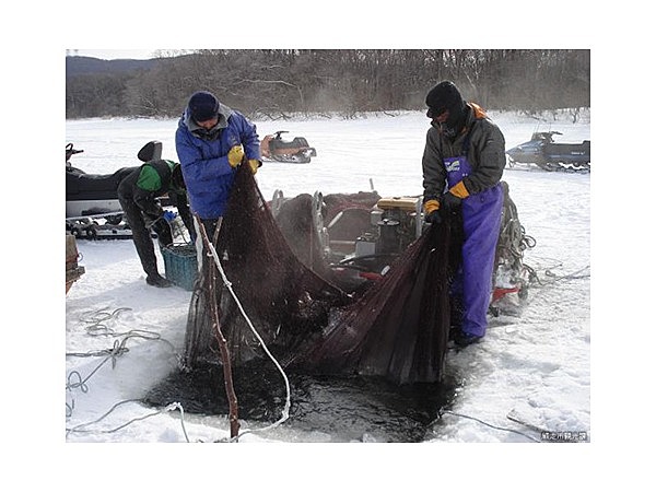 網走湖わかさぎ氷下曳き網漁見学体験
