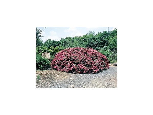 萬年の大サツキ