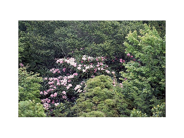 天城のシャクナゲ