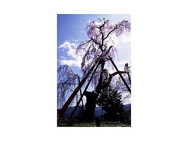 法泉寺の枝垂桜