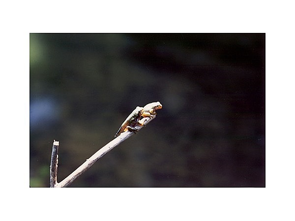 八丁池のモリアオガエル