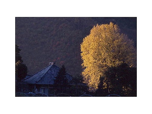 永明寺のイチョウ