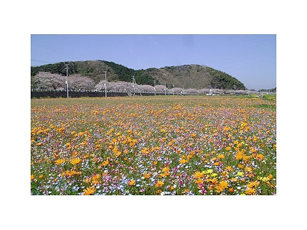 田んぼをつかった花畑