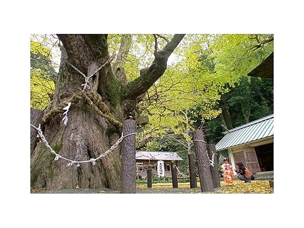 松崎伊那下神社のイチョウ