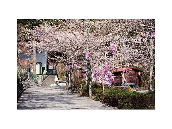 法多山尊永寺の桜