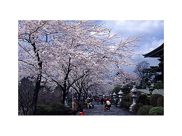平和公園の桜