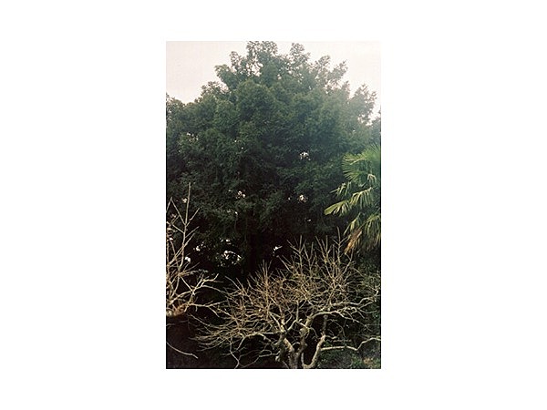 上相賀の大カヤ