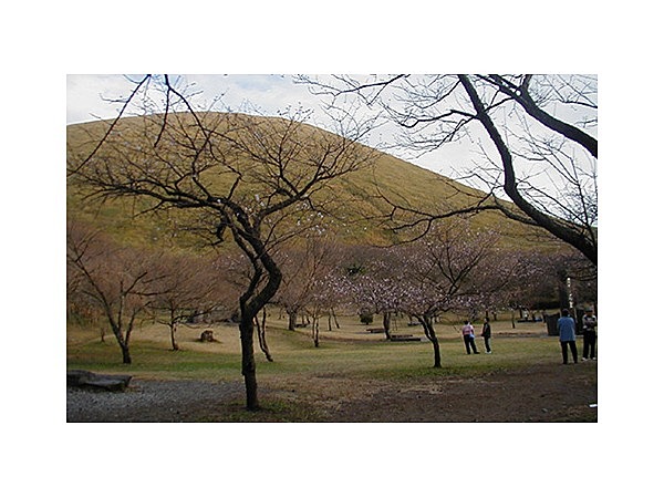 さくらの里のさくら