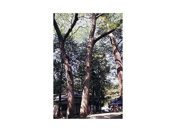 山神社のムクの木