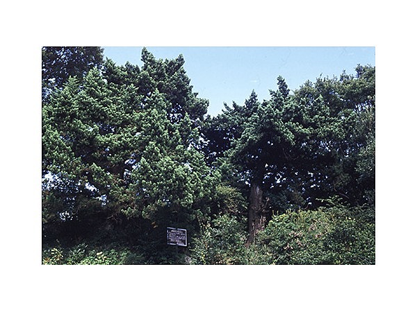 伊豆高原ホテルの伊吹ビャクシン