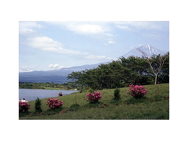 田貫湖のツツジ
