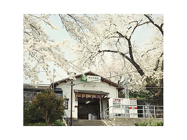 上多賀の桜