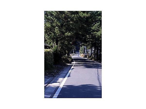 旧東海道松並木