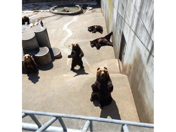 昭和新山 クマ牧場