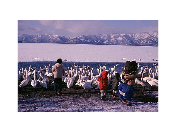 屈斜路湖のハクチョウ