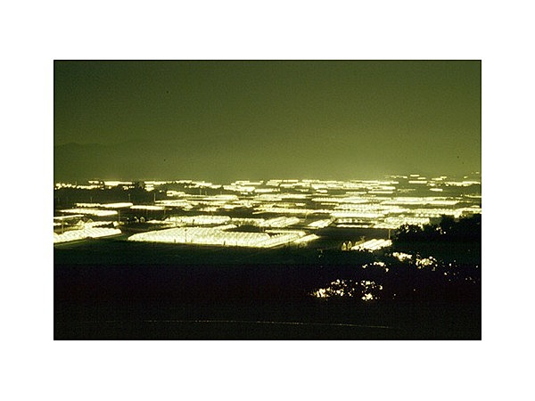 渥美半島の電照菊